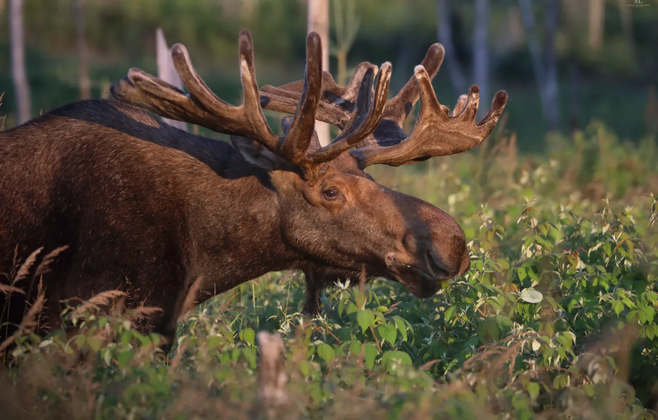 Photo wallpaper summer, nature, moose