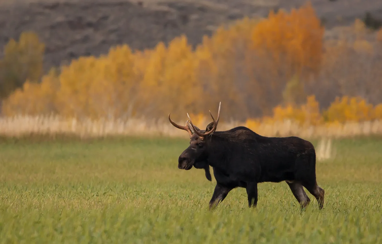 Photo wallpaper field, autumn, wildlife, fall, moose