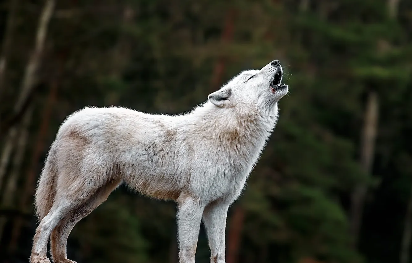 Photo wallpaper Predator, nature, animal, wolf, wildlife, portrait, portrait., Canis lupus. face