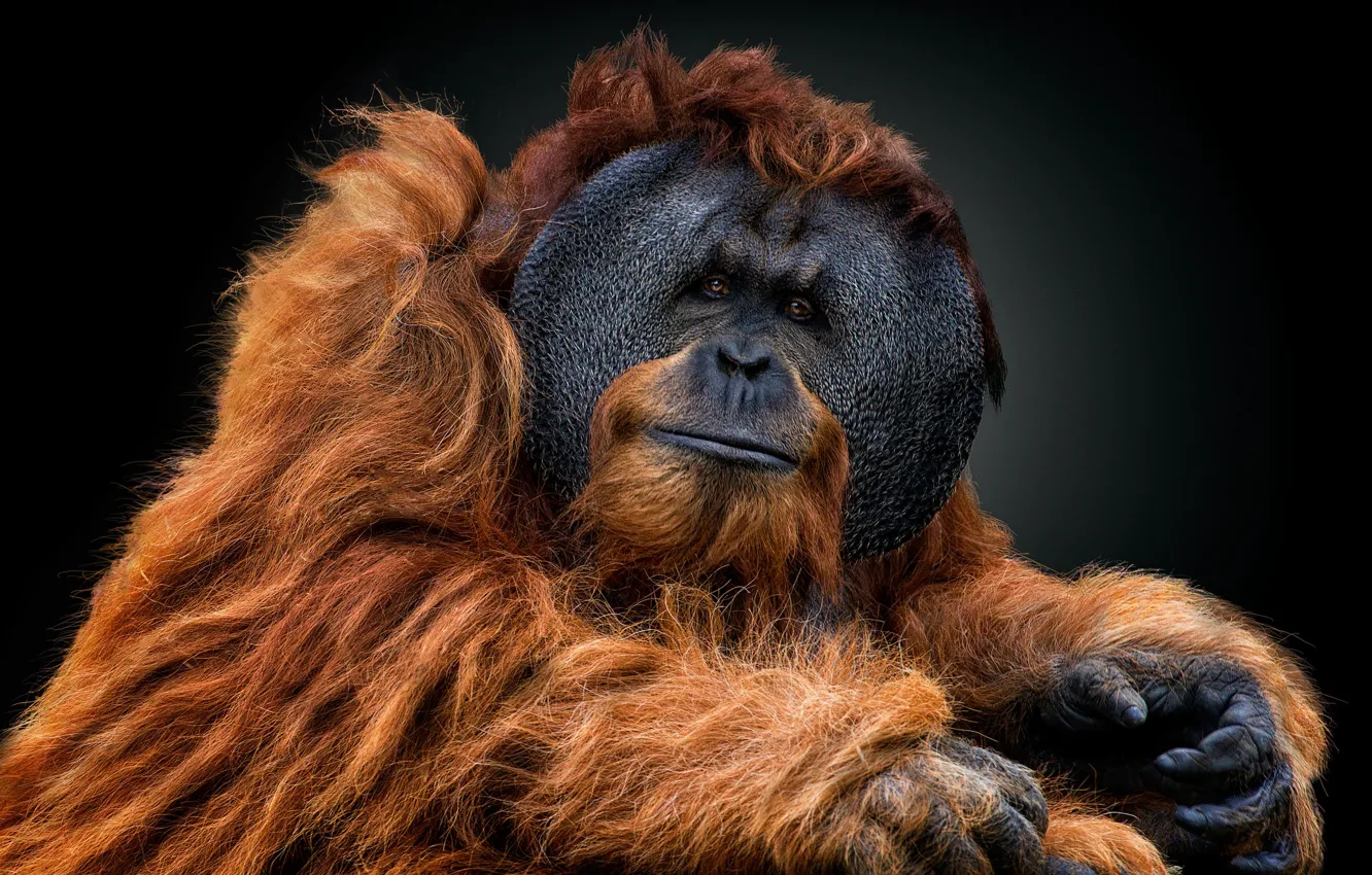 Photo wallpaper look, portrait, the dark background, orangutan