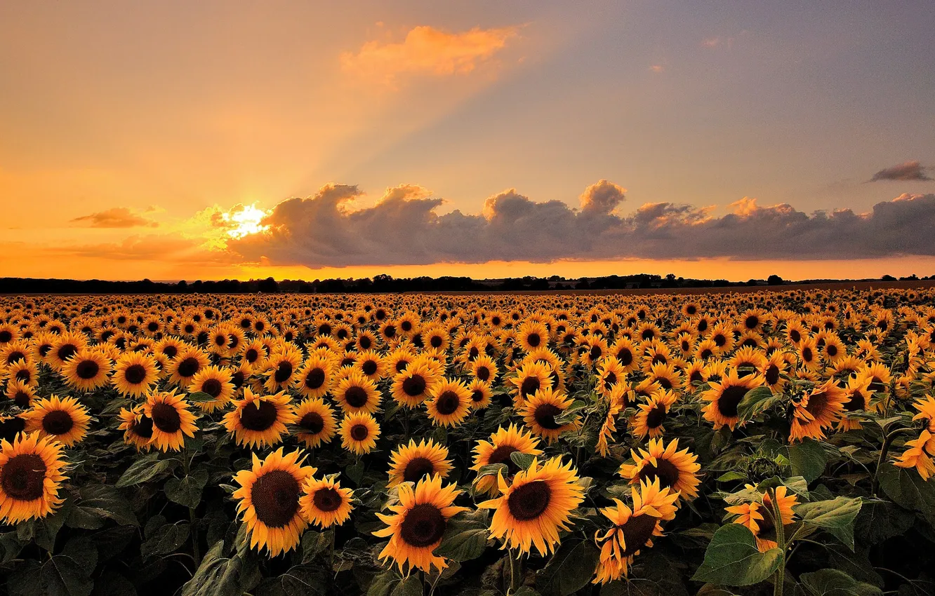 Photo wallpaper field, the sky, the sun, clouds, sunflowers, landscape, sunset, nature