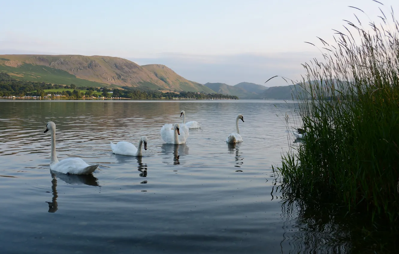 Photo wallpaper grass, mountains, birds, lake, pond, shore, white, swans