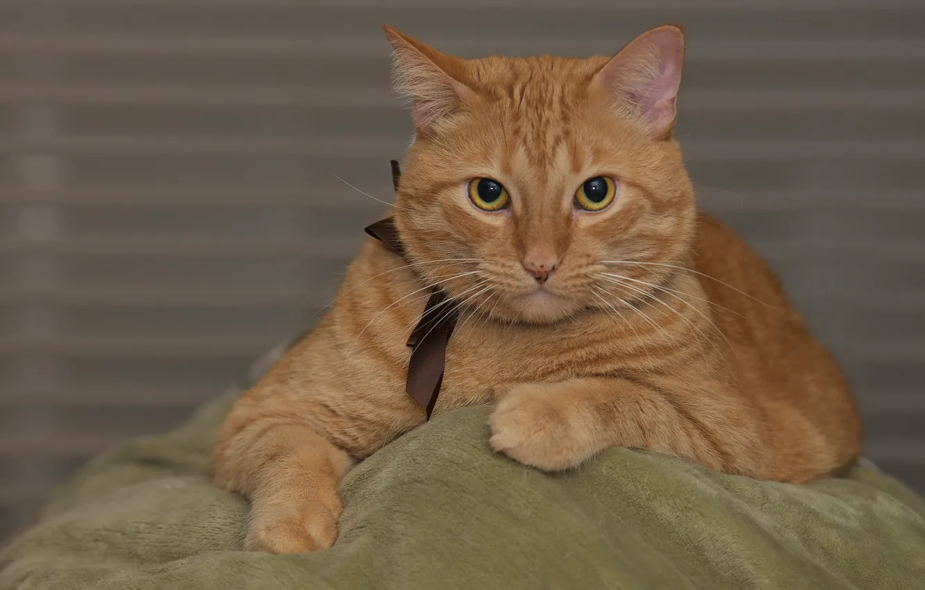 Photo wallpaper look, portrait, muzzle, serious, red cat, cat