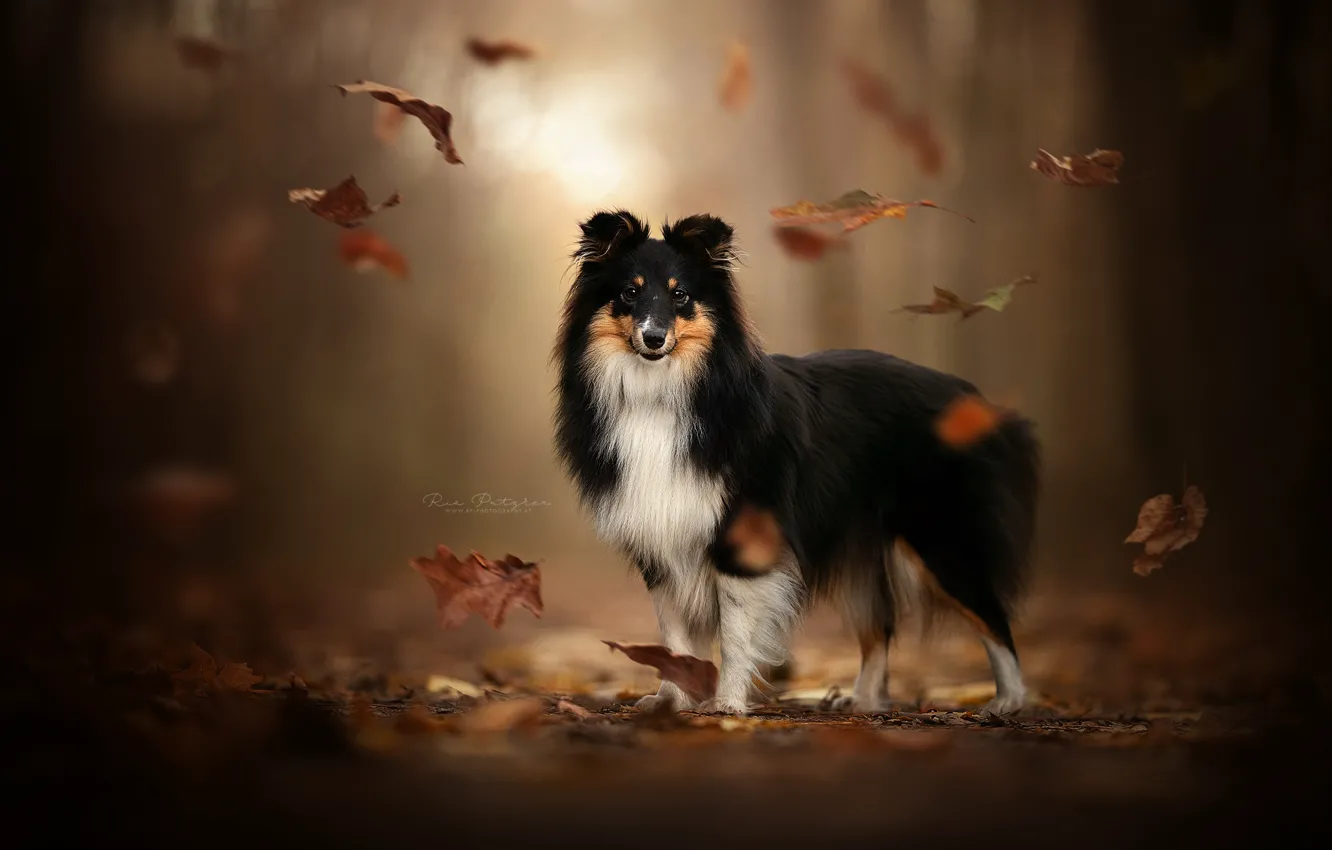 Photo wallpaper autumn, leaves, dog, bokeh, Sheltie, Shetland Sheepdog