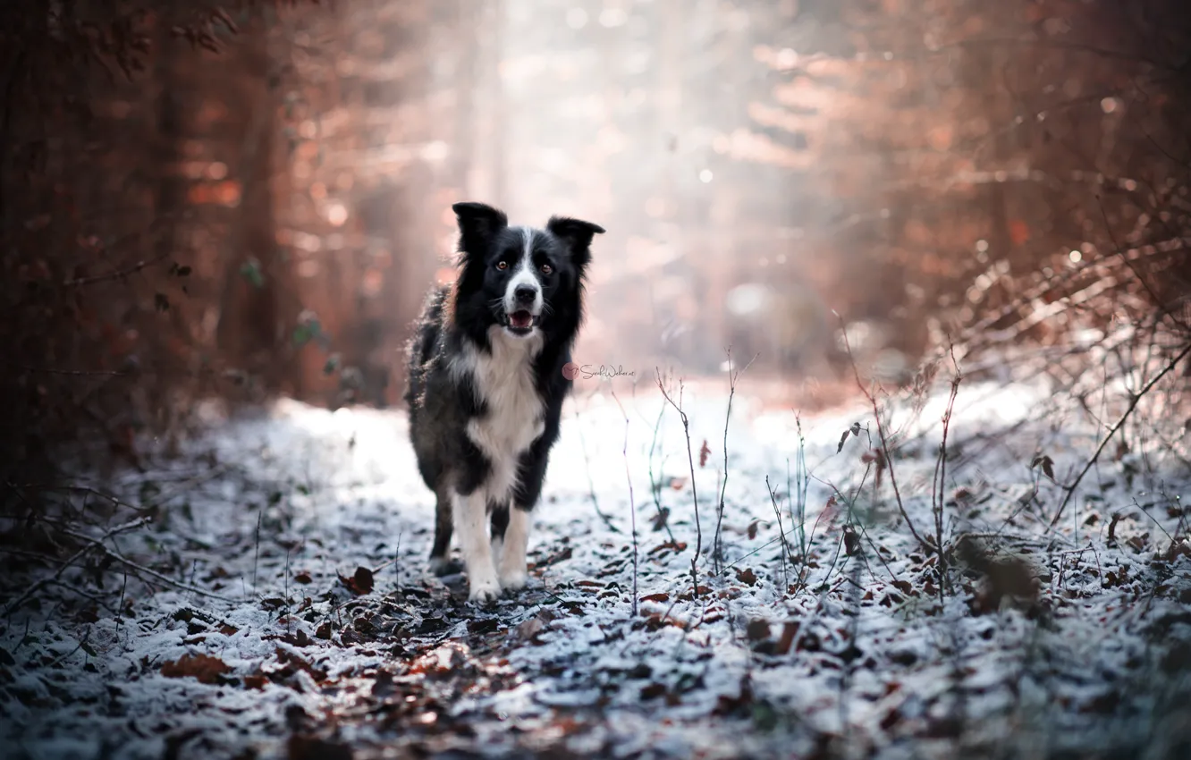 Photo wallpaper winter, each, dog