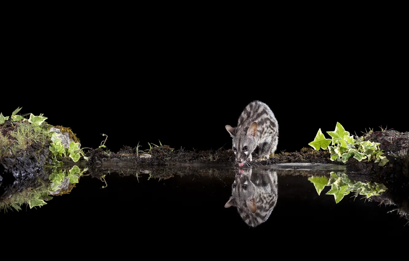 Photo wallpaper look, face, leaves, water, reflection, shore, black background, drink