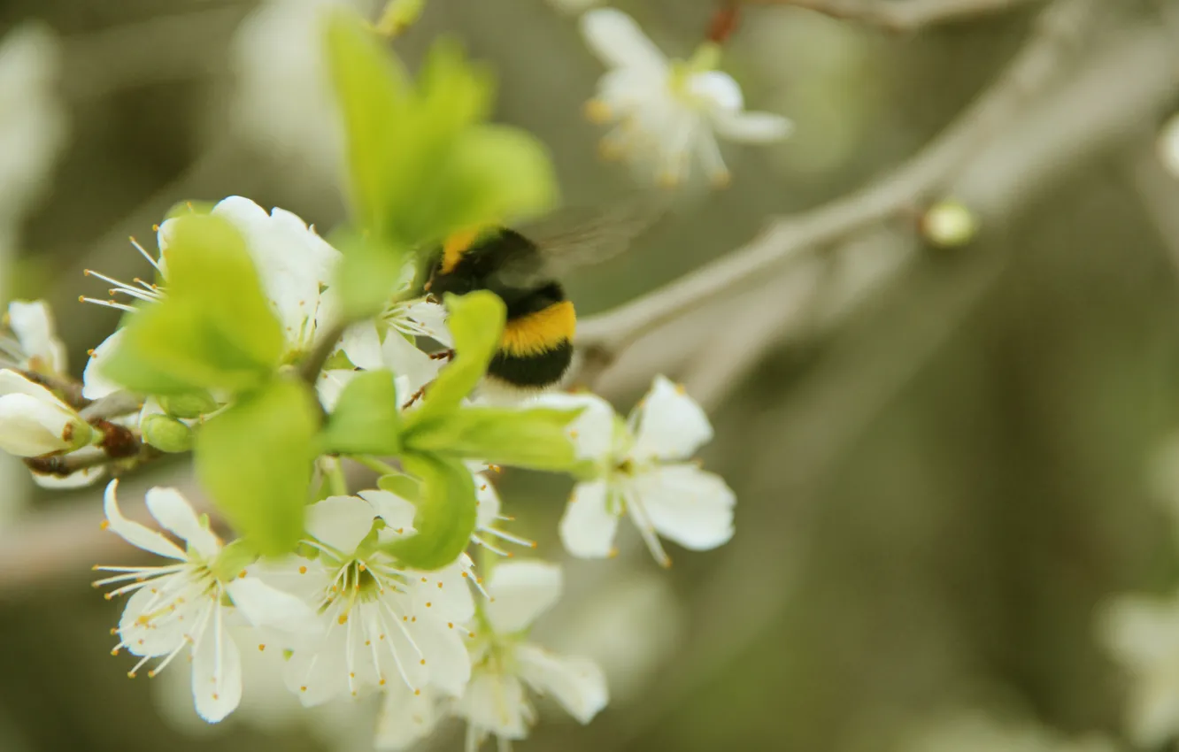 Photo wallpaper greens, macro, spring, bumblebee, the flowers are white, drain white