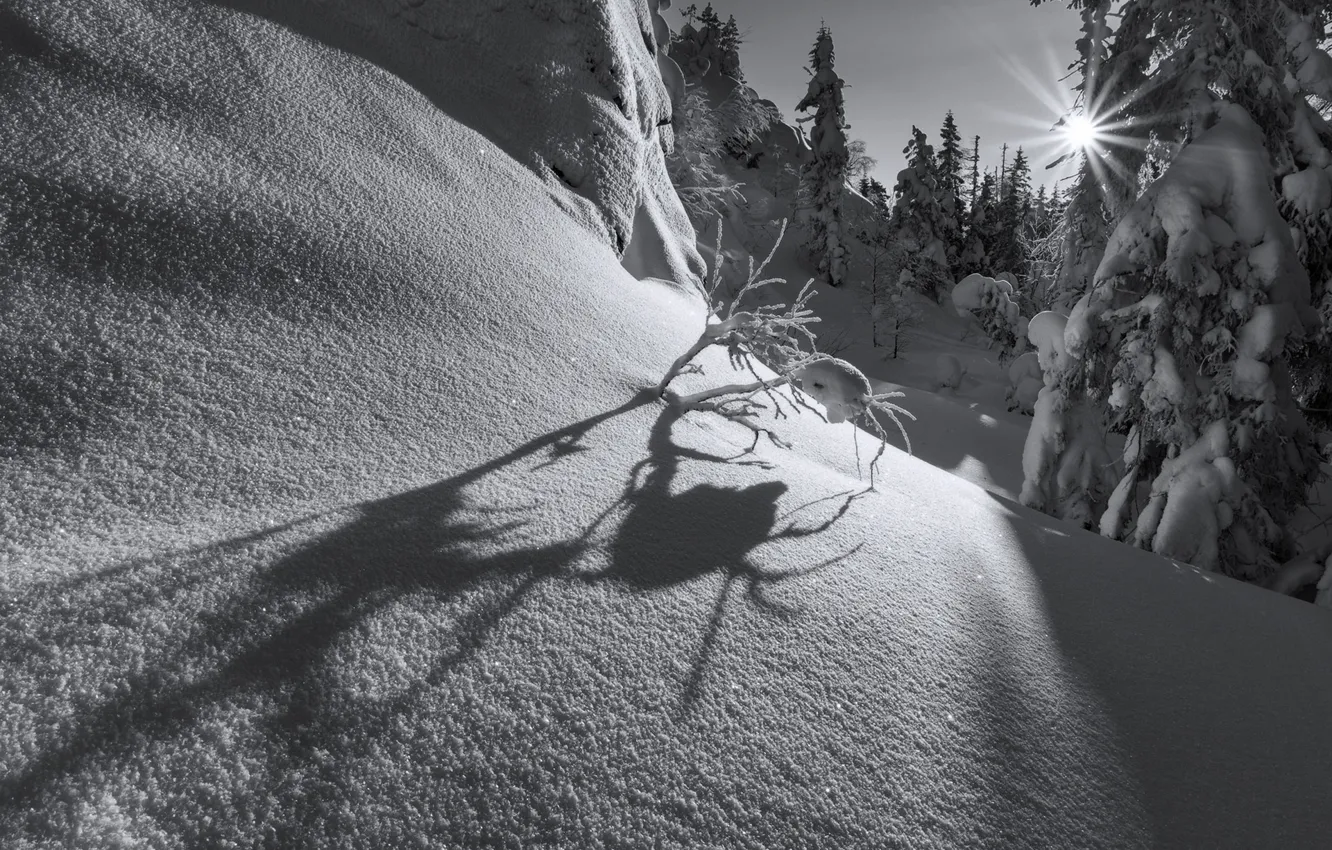 Photo wallpaper winter, forest, the sun, rays, light, snow, branches, in the snow