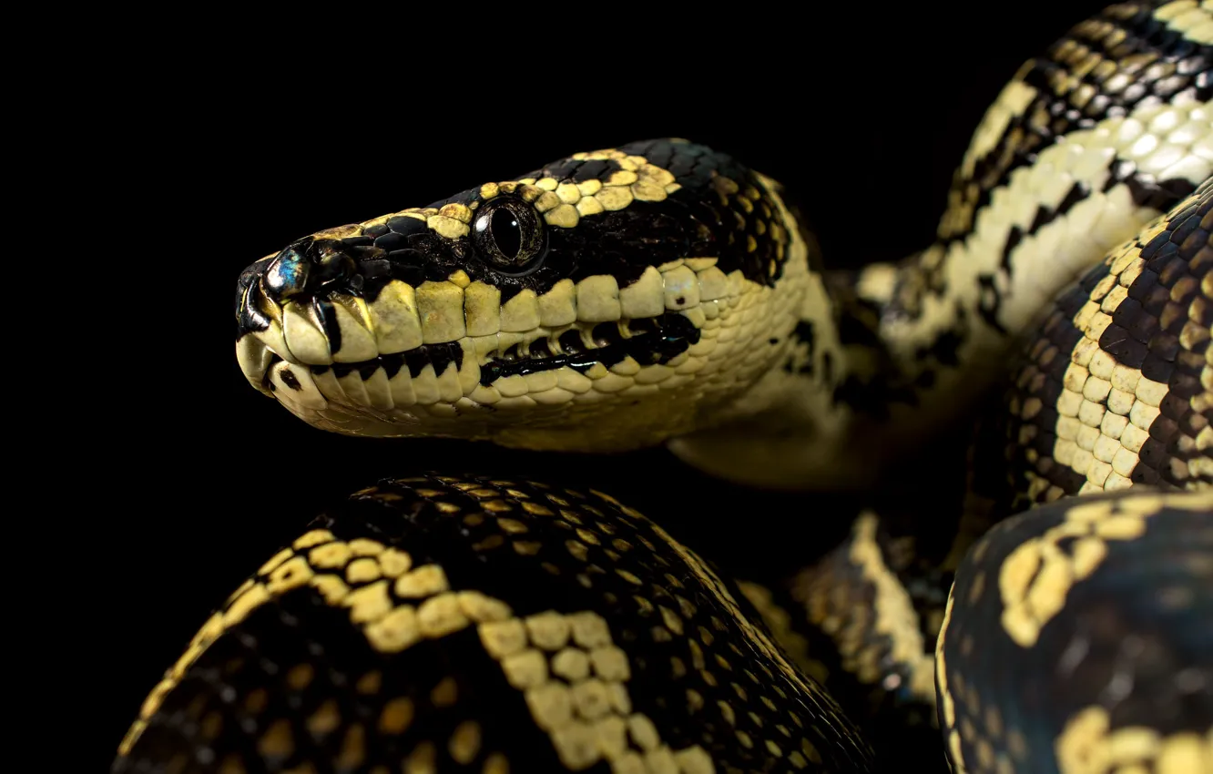 Photo wallpaper portrait, snake, Python, black background