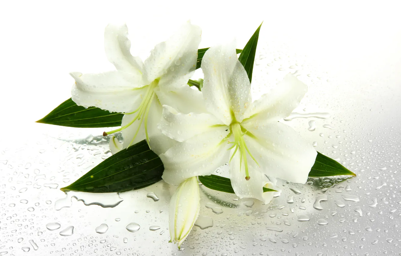 Photo wallpaper water, flowers, droplets, leaf, water, flowers, leaves, drops