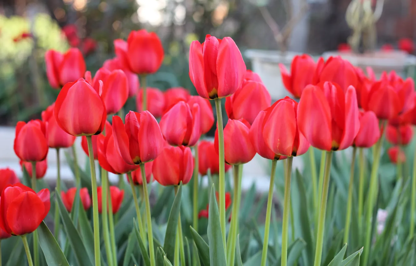 Photo wallpaper flowers, petals, tulips