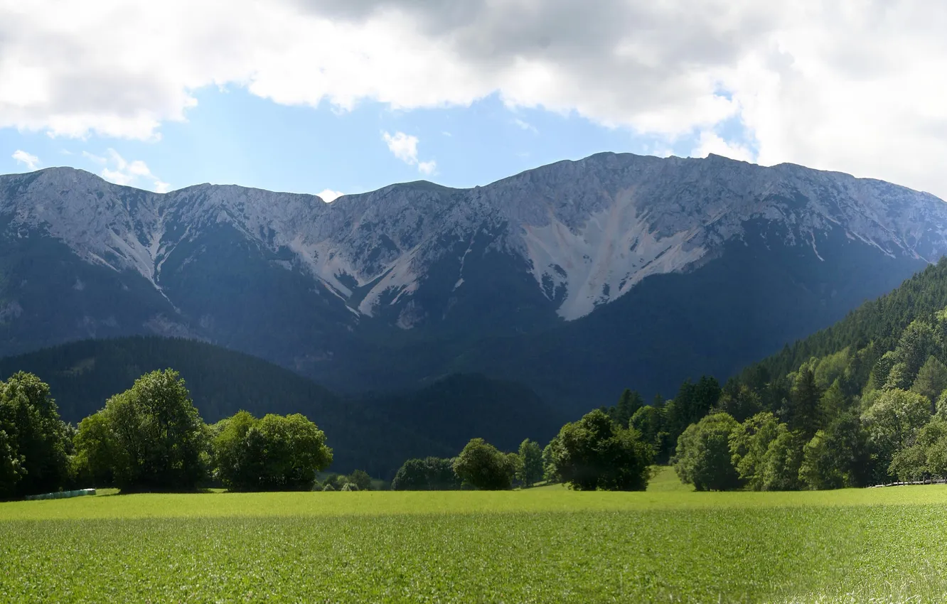 Photo wallpaper greens, forest, the sky, grass, clouds, snow, trees, landscape