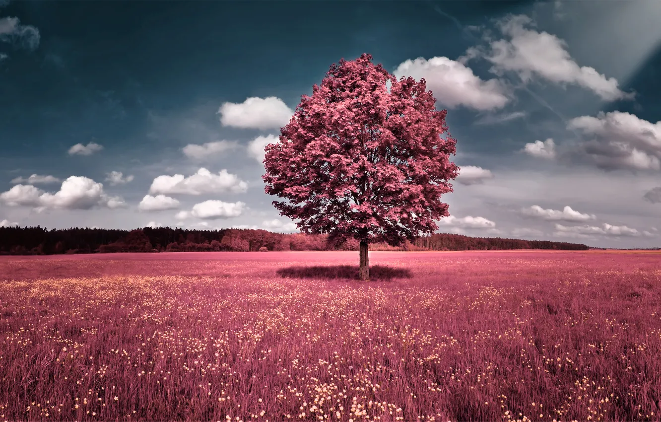 Photo wallpaper field, forest, the sky, grass, clouds, trees, glade, color