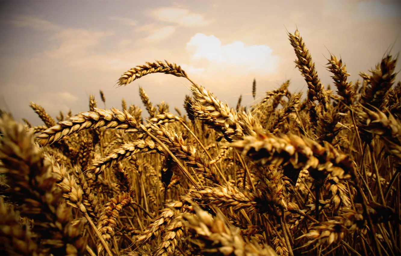 Photo wallpaper wheat, field, macro, nature, photo, ears