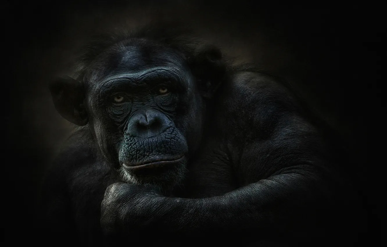 Photo wallpaper look, chimpanzees, the primacy of