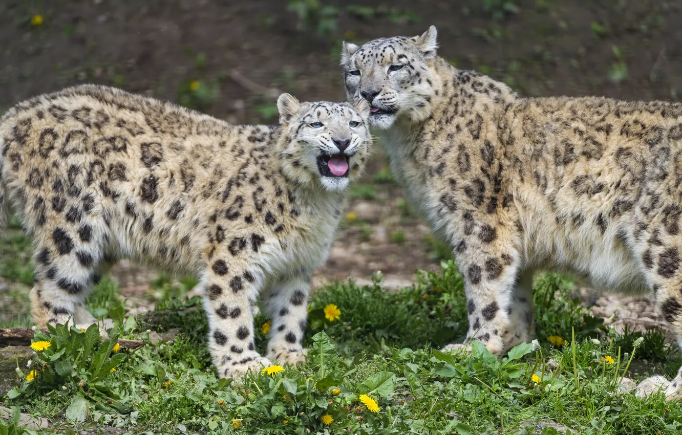 Photo wallpaper cat, grass, pair, IRBIS, snow leopard, dandelions, ©Tambako The Jaguar