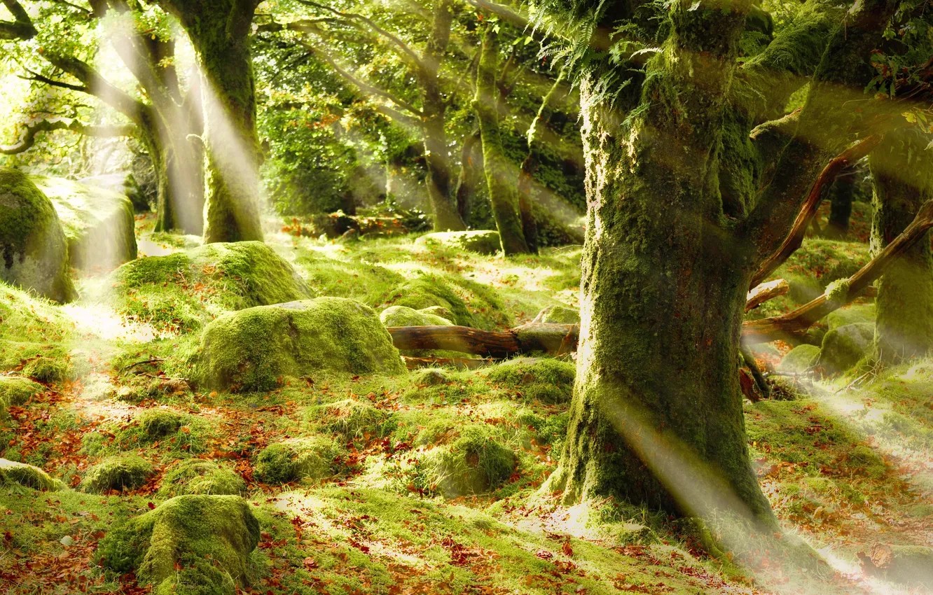 Photo wallpaper forest, rays, trees, glare, foliage, moss, the sun, Sunshine forest