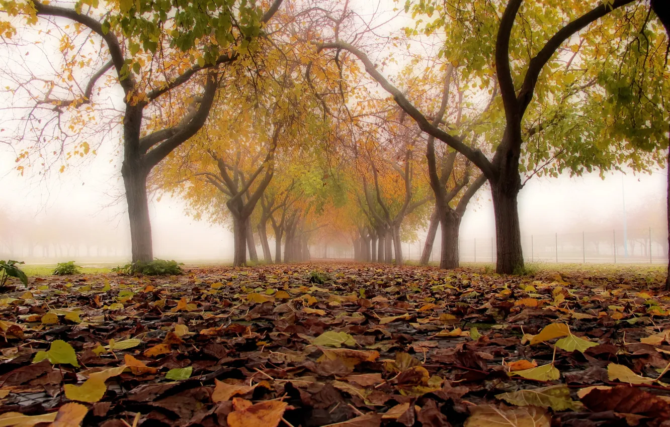 Photo wallpaper autumn, leaves, the city, fog, street