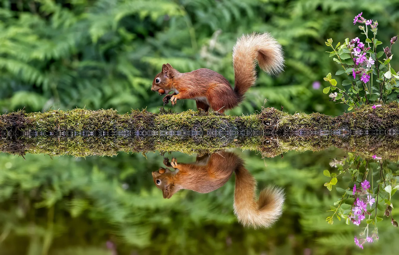Photo wallpaper flowers, reflection, shore, protein, nuts, pond