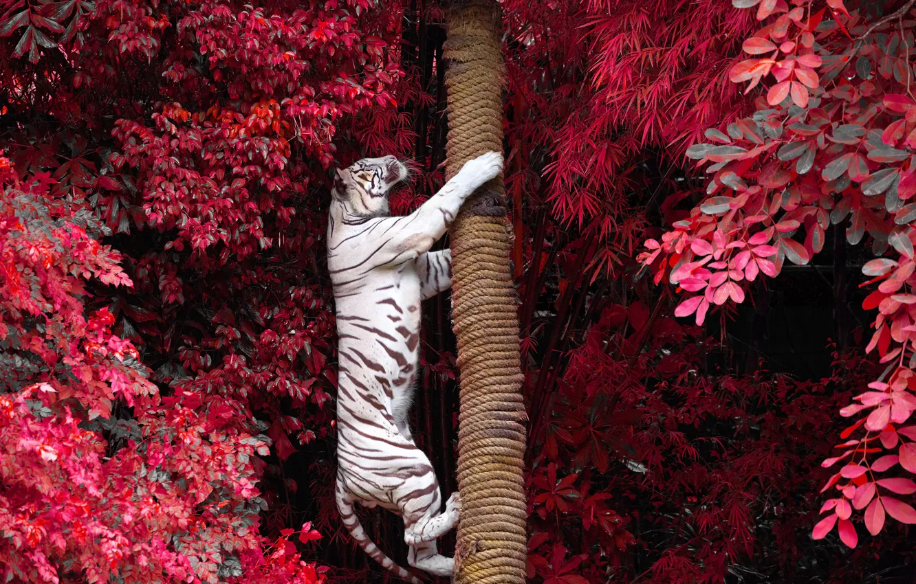 Photo wallpaper trees, branches, tiger, foliage, predator, trunk, white tiger, on the tree