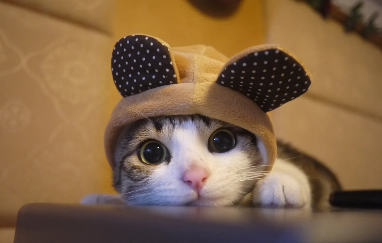 Photo wallpaper kitten, cat, cute