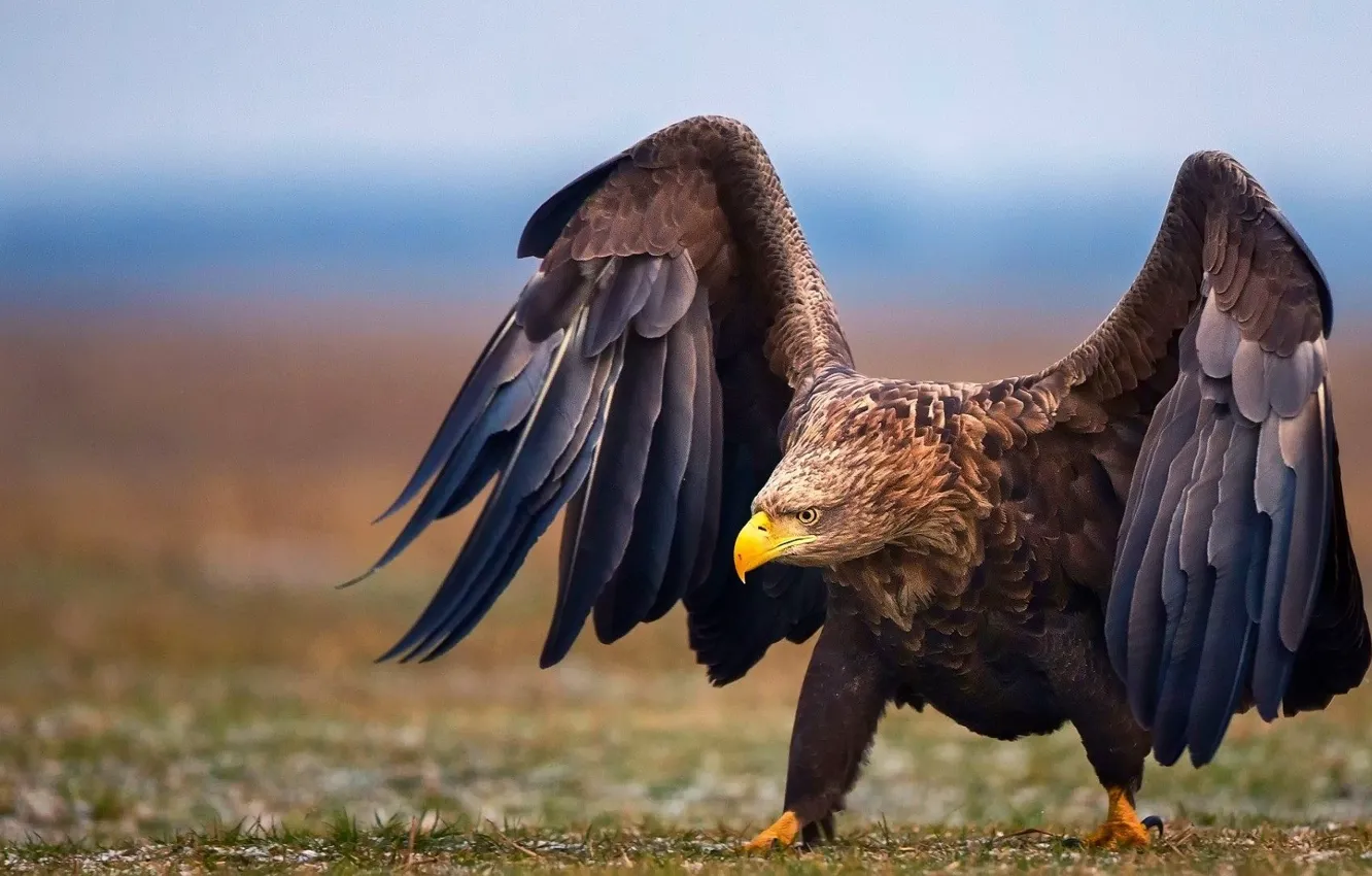 Photo wallpaper Eagle, bird, wings, animal