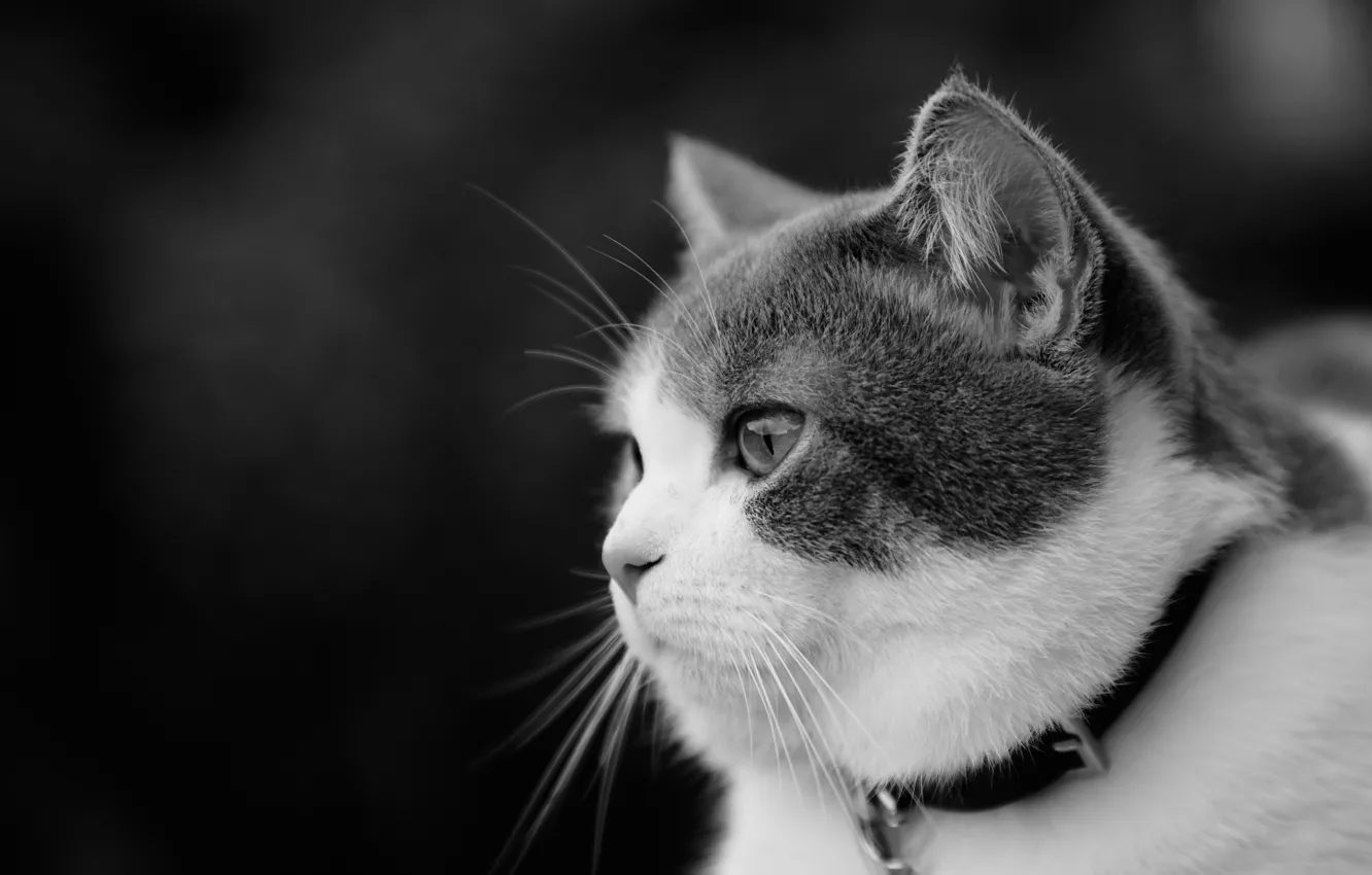 Photo wallpaper cat, look, portrait, muzzle, profile, black and white, collar, monochrome