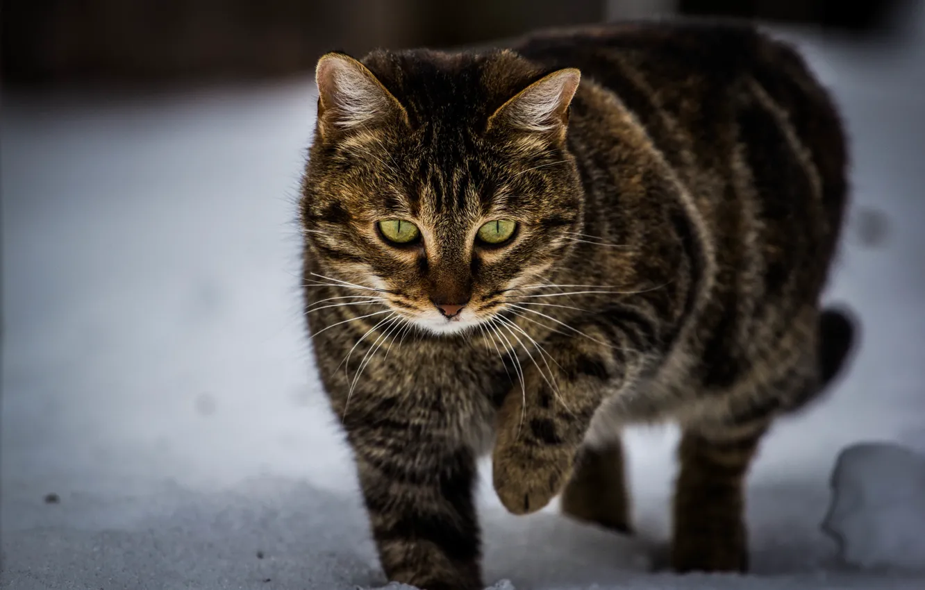 Photo wallpaper cat, cat, nature, animal