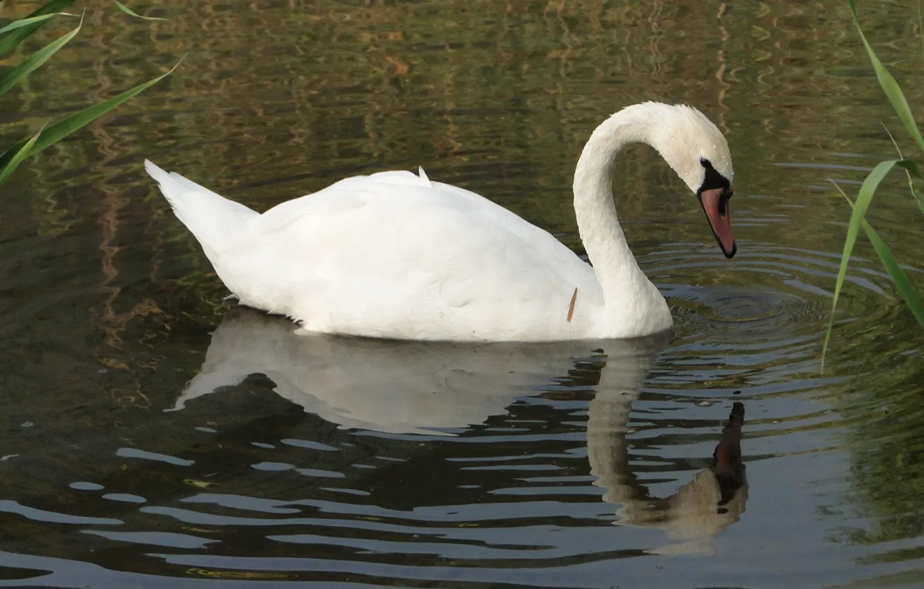 Photo wallpaper lake, bird, swans, Akela White