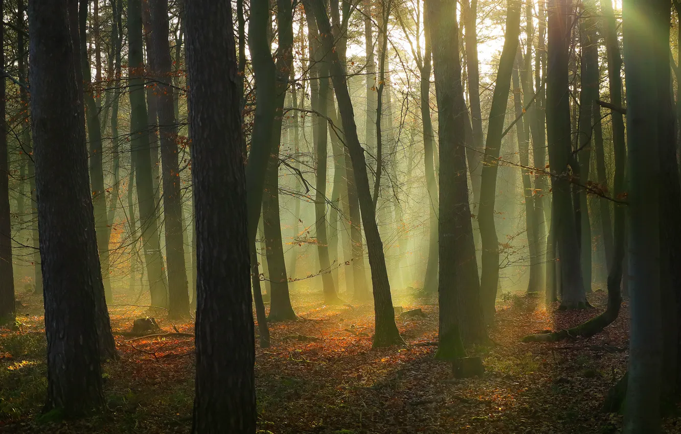 Photo wallpaper autumn, forest, light, trees