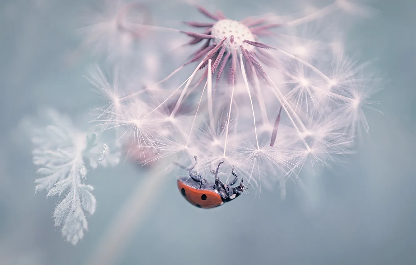 Photo wallpaper macro, flowers, dandelion, ladybug, beetle, light background, the parachutes, bokeh