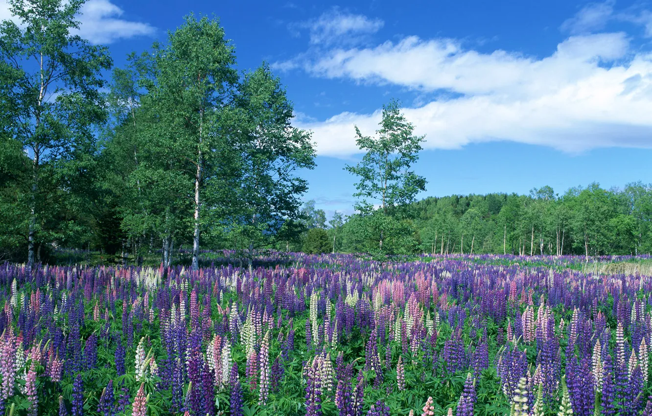 Photo wallpaper forest, the sky, trees, flowers, meadow
