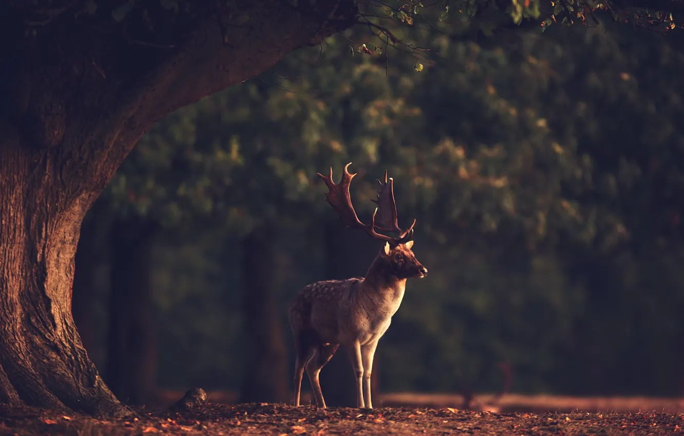 Photo wallpaper forest, nature, animal, deer