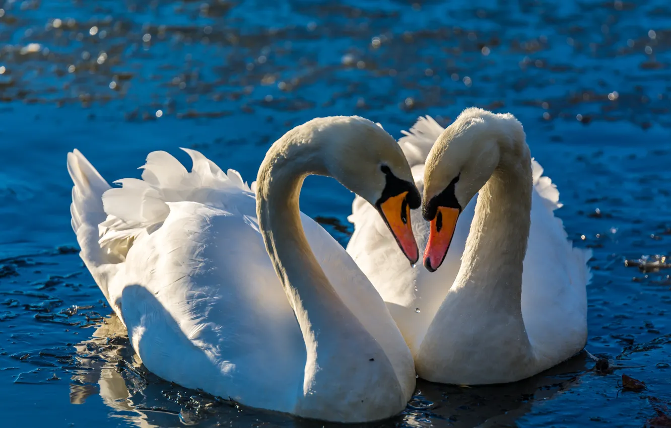 Photo wallpaper water, love, pose, lights, bird, pair, swans, pond