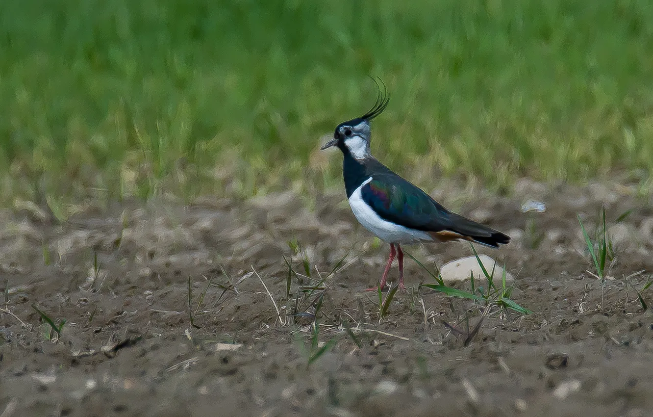 Photo wallpaper field, bird, spring, Chibis, photohunt