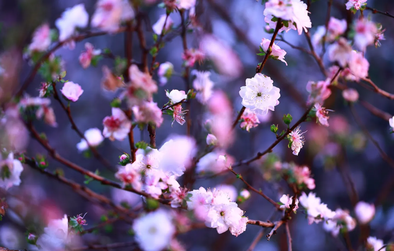 Photo wallpaper flowers, branches, cherry, background, spring, Sakura, flowers, flowering