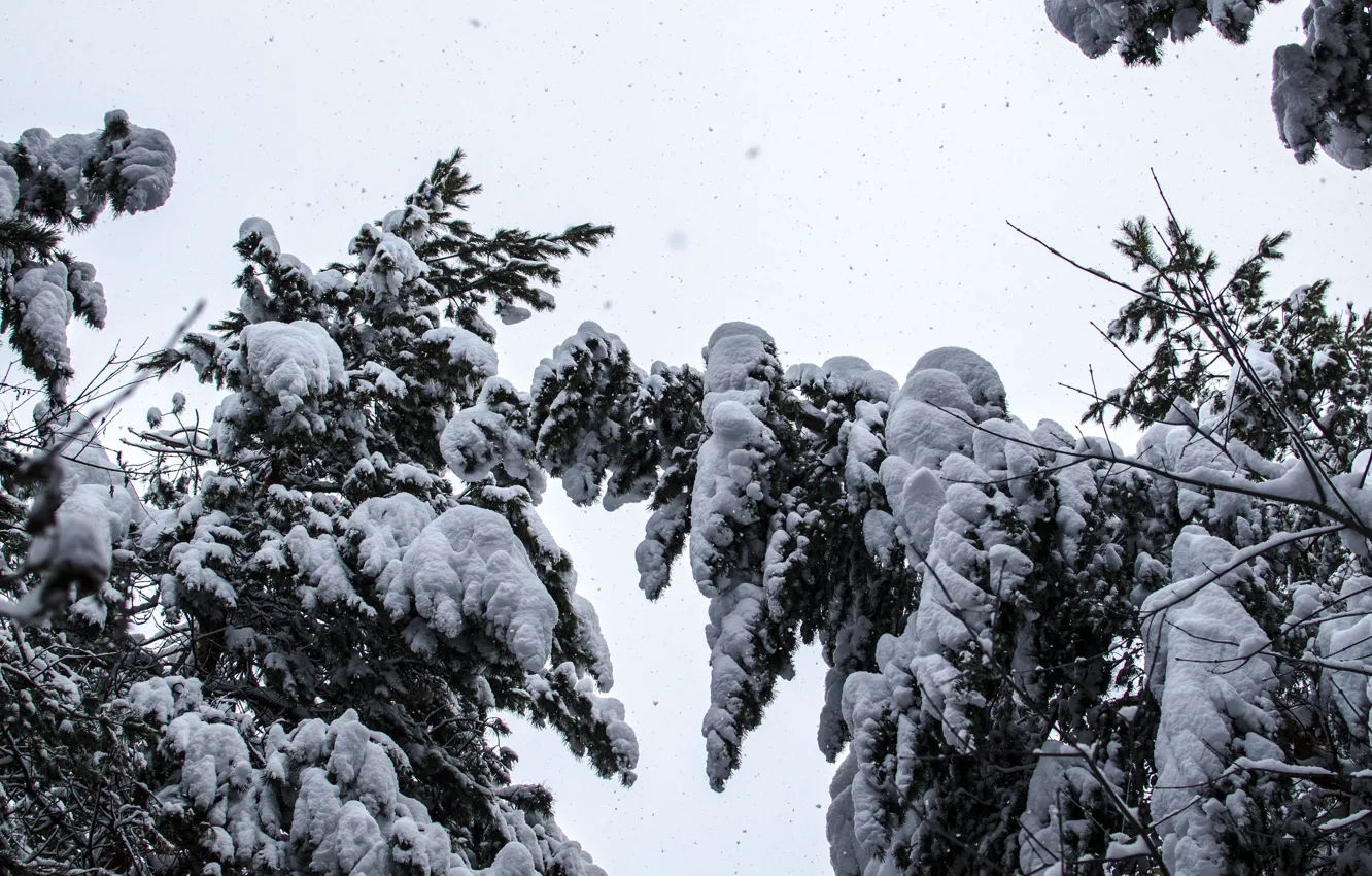 Photo wallpaper snow, Snow, pine, snowfall, the top, trees