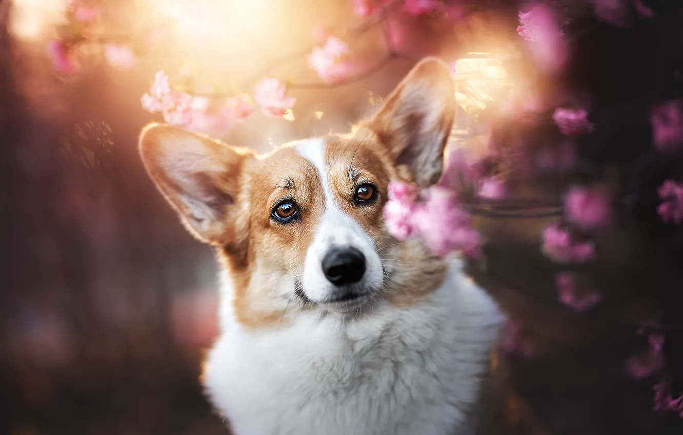 Photo wallpaper flowers, dog, Corgi