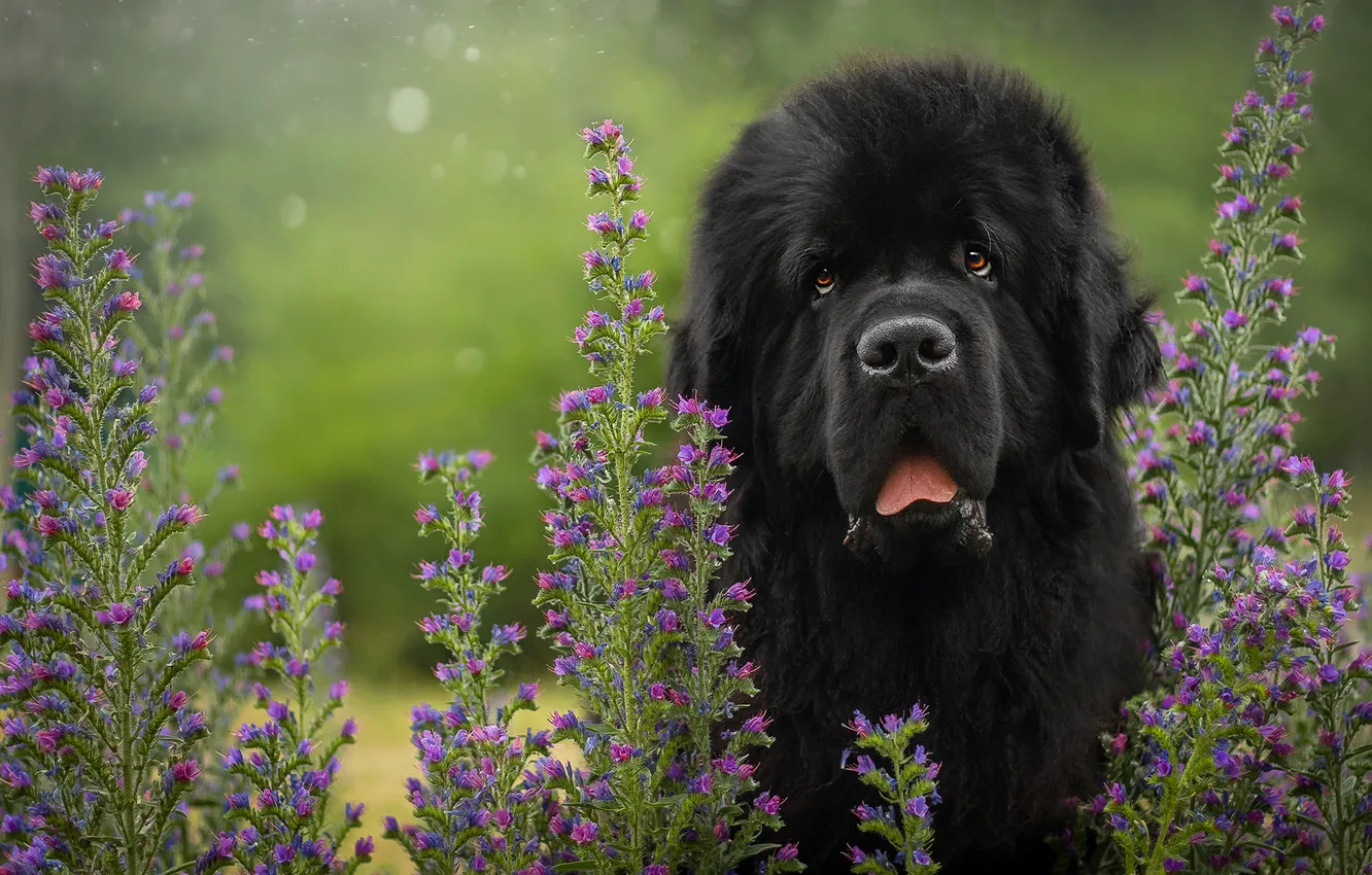 Photo wallpaper look, nature, pose, dog, face