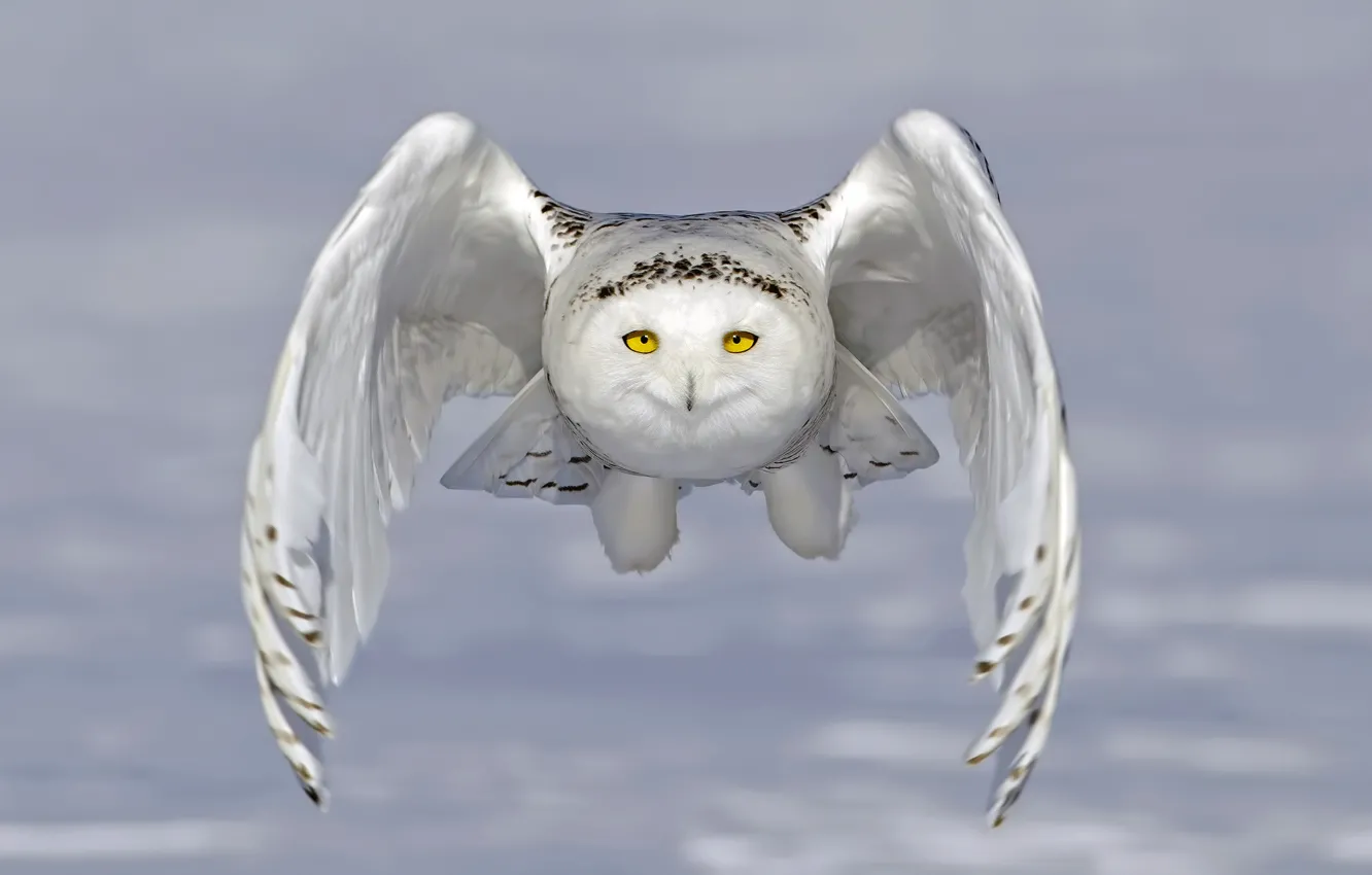 Photo wallpaper flight, owl, wings, snowy owl, white owl