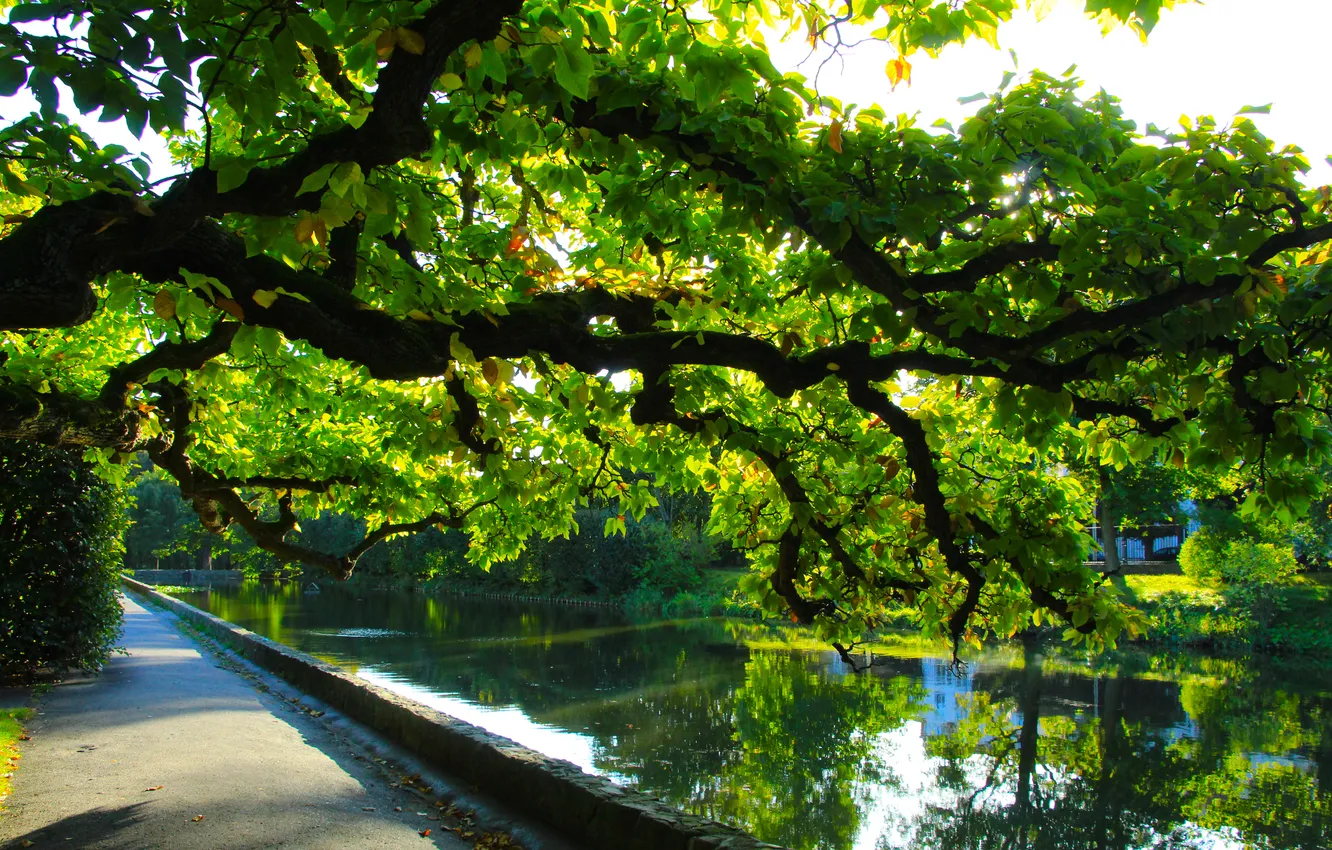 Photo wallpaper park, tree, pond