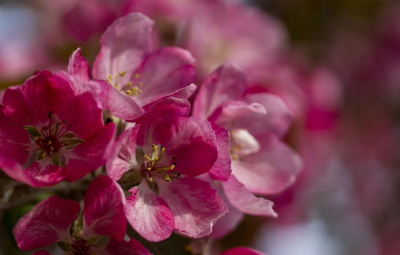 Photo wallpaper flowers, pink, Apple