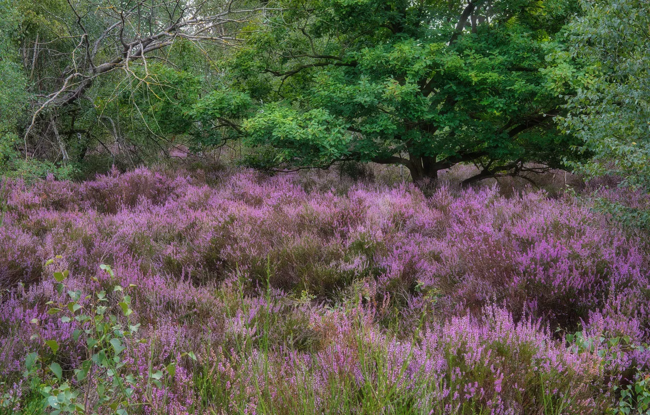 Photo wallpaper greens, forest, trees, flowers, branches, nature, thickets, glade