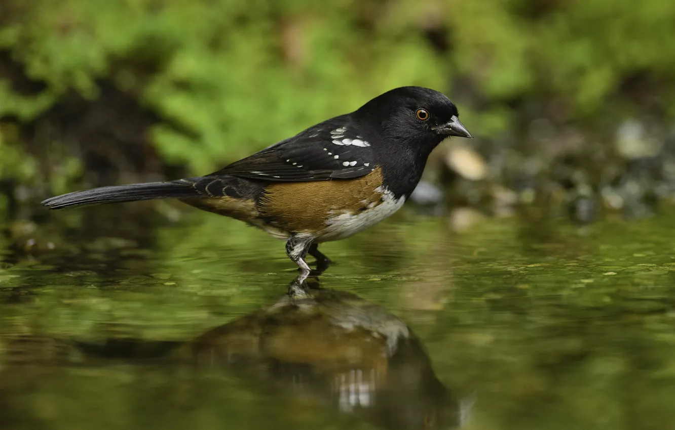 Photo wallpaper water, nature, bird, puddle