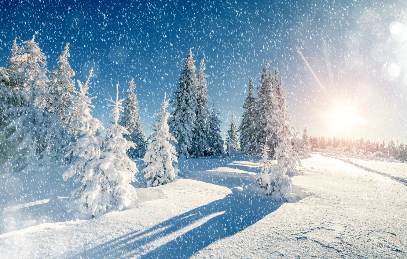 Photo wallpaper winter, snow, trees, snowflakes, nature, spruce