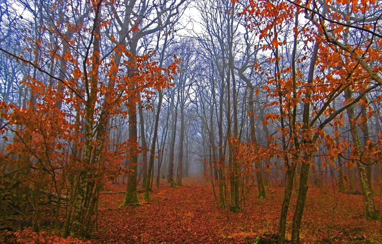 Photo wallpaper autumn, forest, fog, foliage, forest, autumn, leaves, fog