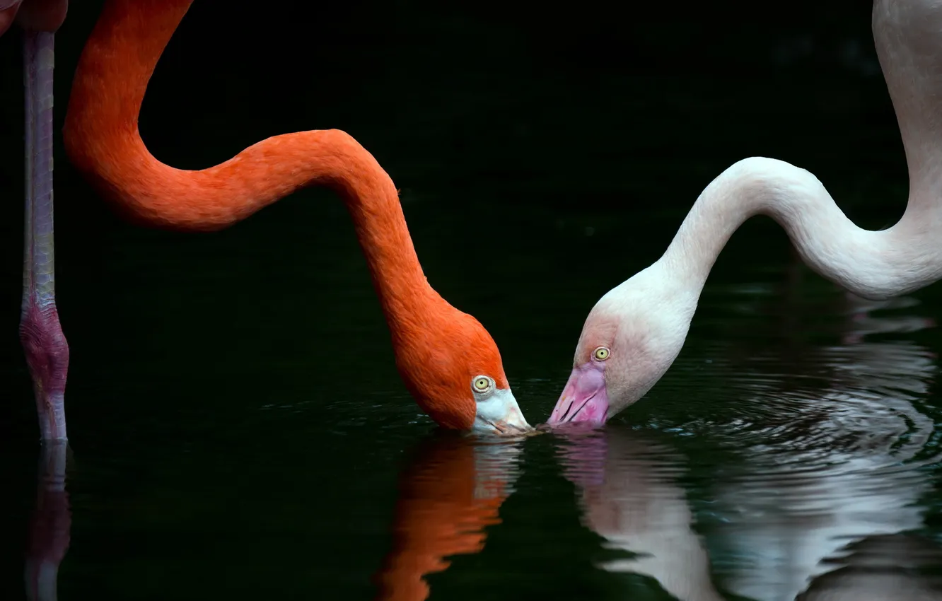Photo wallpaper water, birds, Flamingo