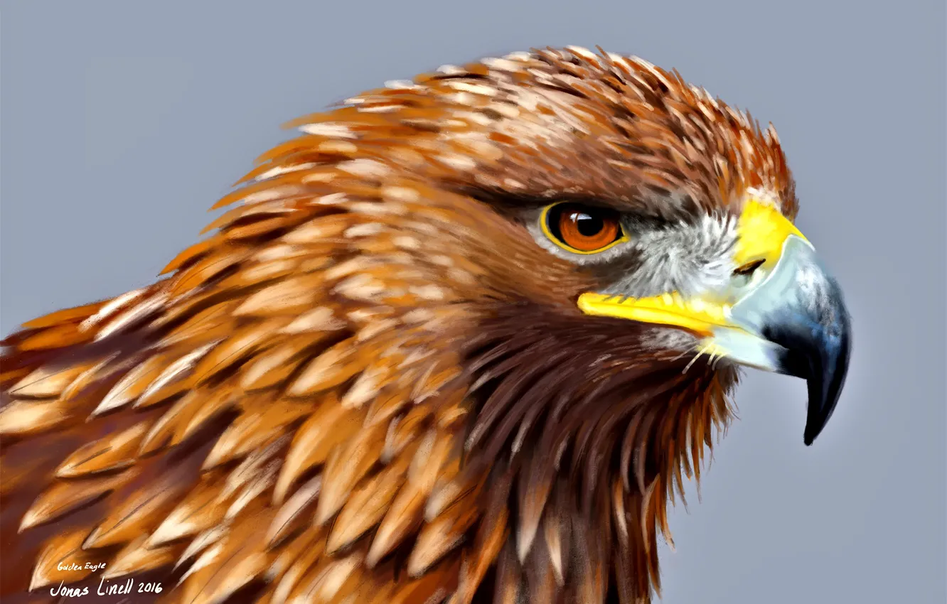 Photo wallpaper head, feathers, beak, Eagle, bird of prey, family:accipitridae