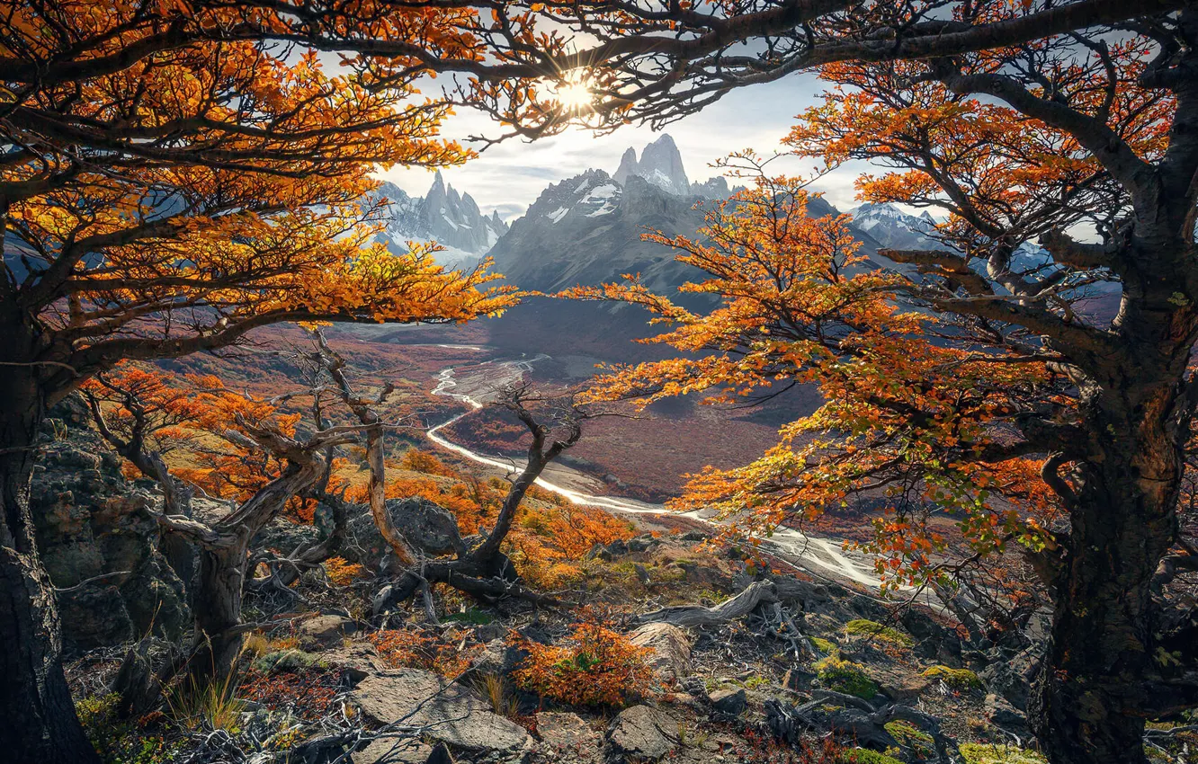 Photo wallpaper FOREST, NATURE, MOUNTAINS, The SKY, TOPS, RIVER, TREES, BRANCHES