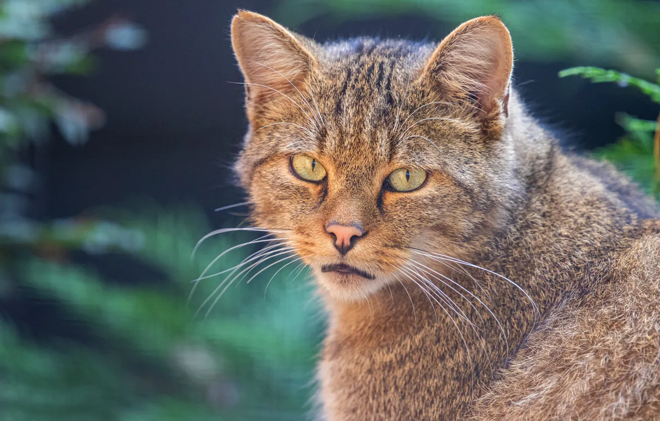 Photo wallpaper cat, cat, look, face, portrait, wild, forest, European